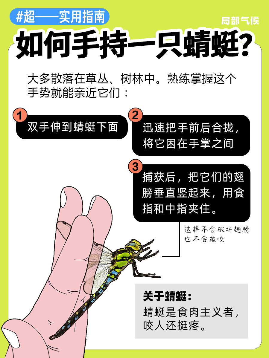 超实用指南 | 如何正确手持蟑螂🪳 第 2 张参考图