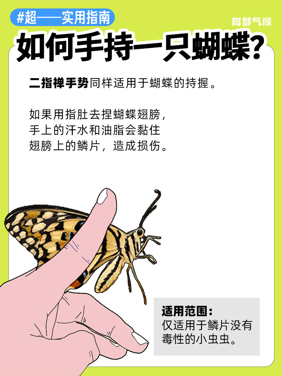 超实用指南 | 如何正确手持蟑螂🪳 第 3 张参考图