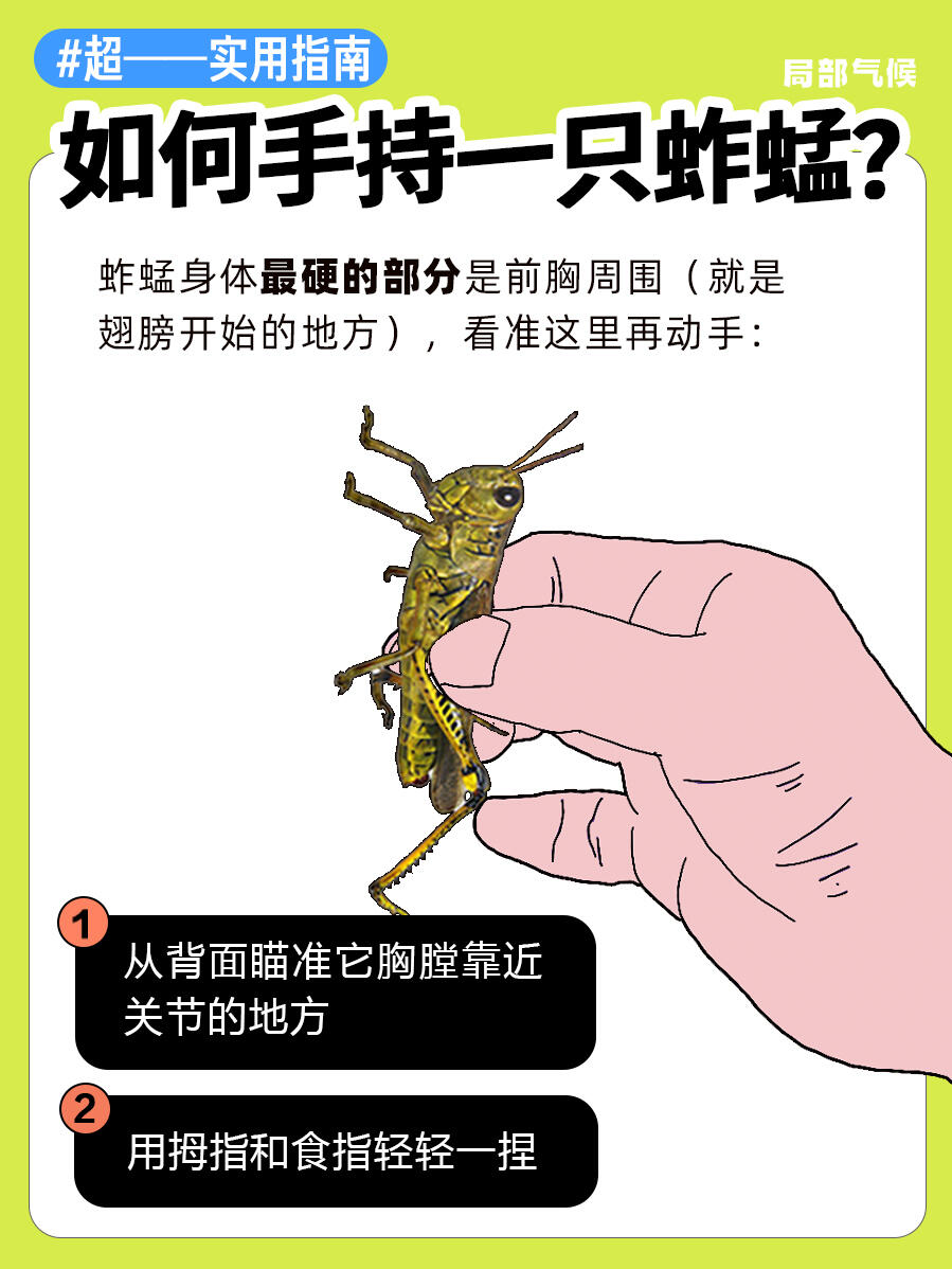 超实用指南 | 如何正确手持蟑螂🪳 第 4 张参考图