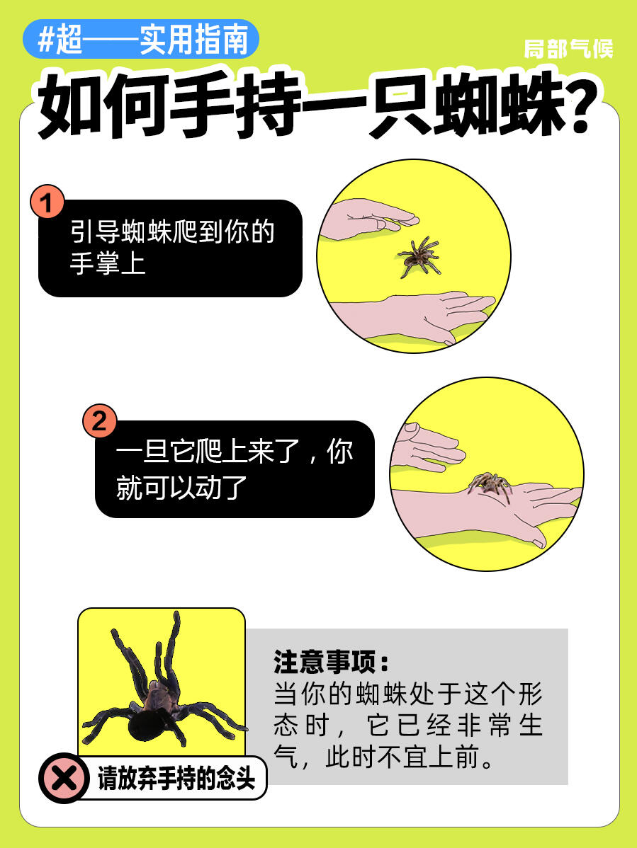 超实用指南 | 如何正确手持蟑螂🪳 第 6 张参考图
