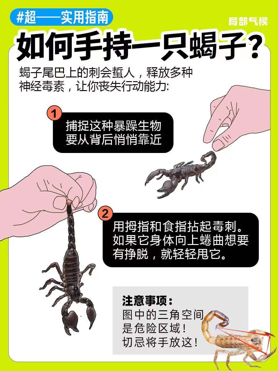 超实用指南 | 如何正确手持蟑螂🪳 第 7 张参考图