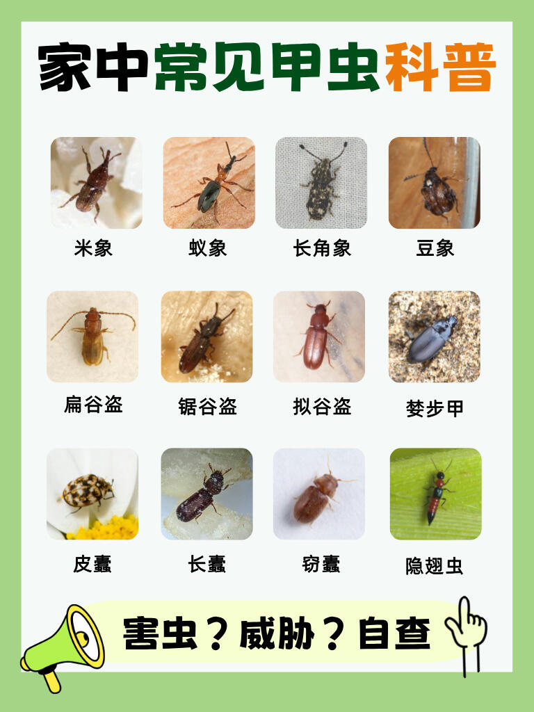 【家中常见】甲虫科普❗看完不再怕了😊 第 1 张参考图