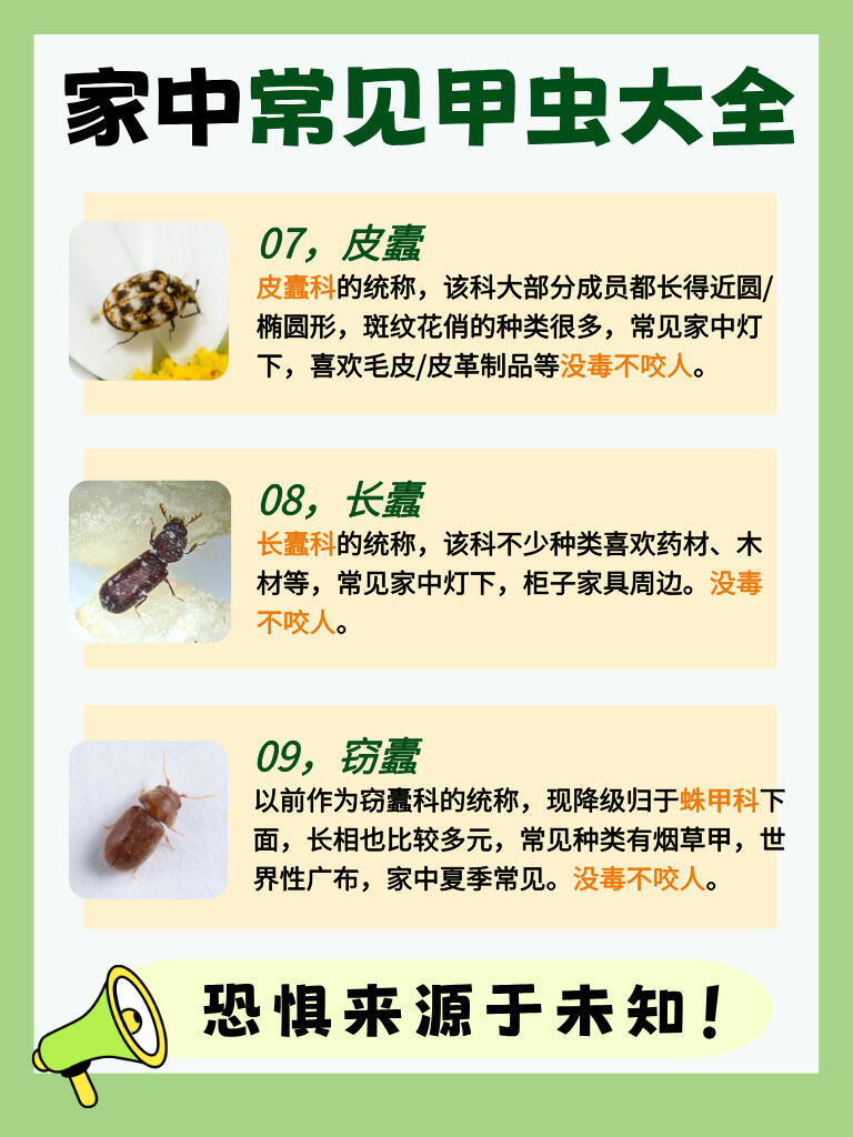 【家中常见】甲虫科普❗看完不再怕了😊 第 4 张参考图