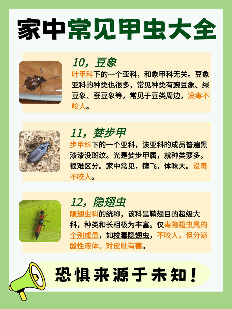 【家中常见】甲虫科普❗看完不再怕了😊 第 5 张参考图
