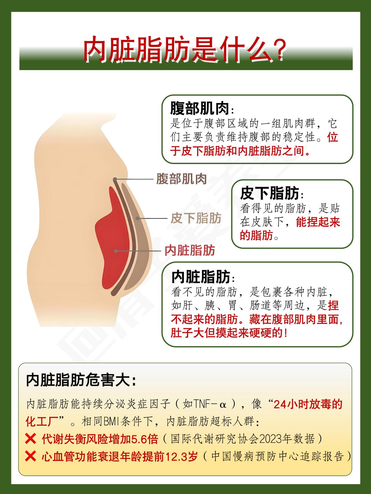 【科普】👍4种方法减掉大肚子内脏脂肪！ 第 2 张参考图