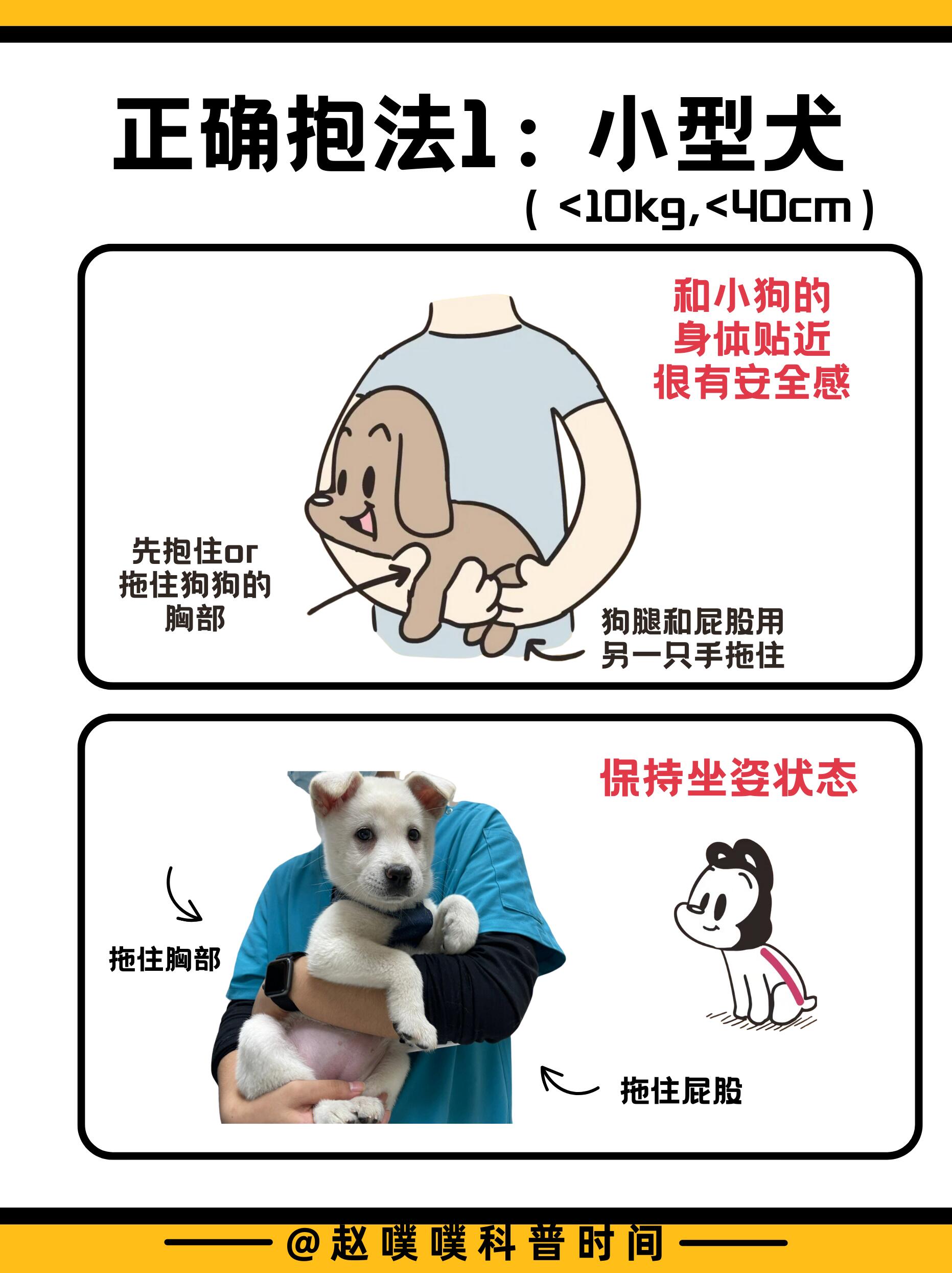 狗狗最怕的五种抱法，你无意中做过吗？ 第 7 张参考图