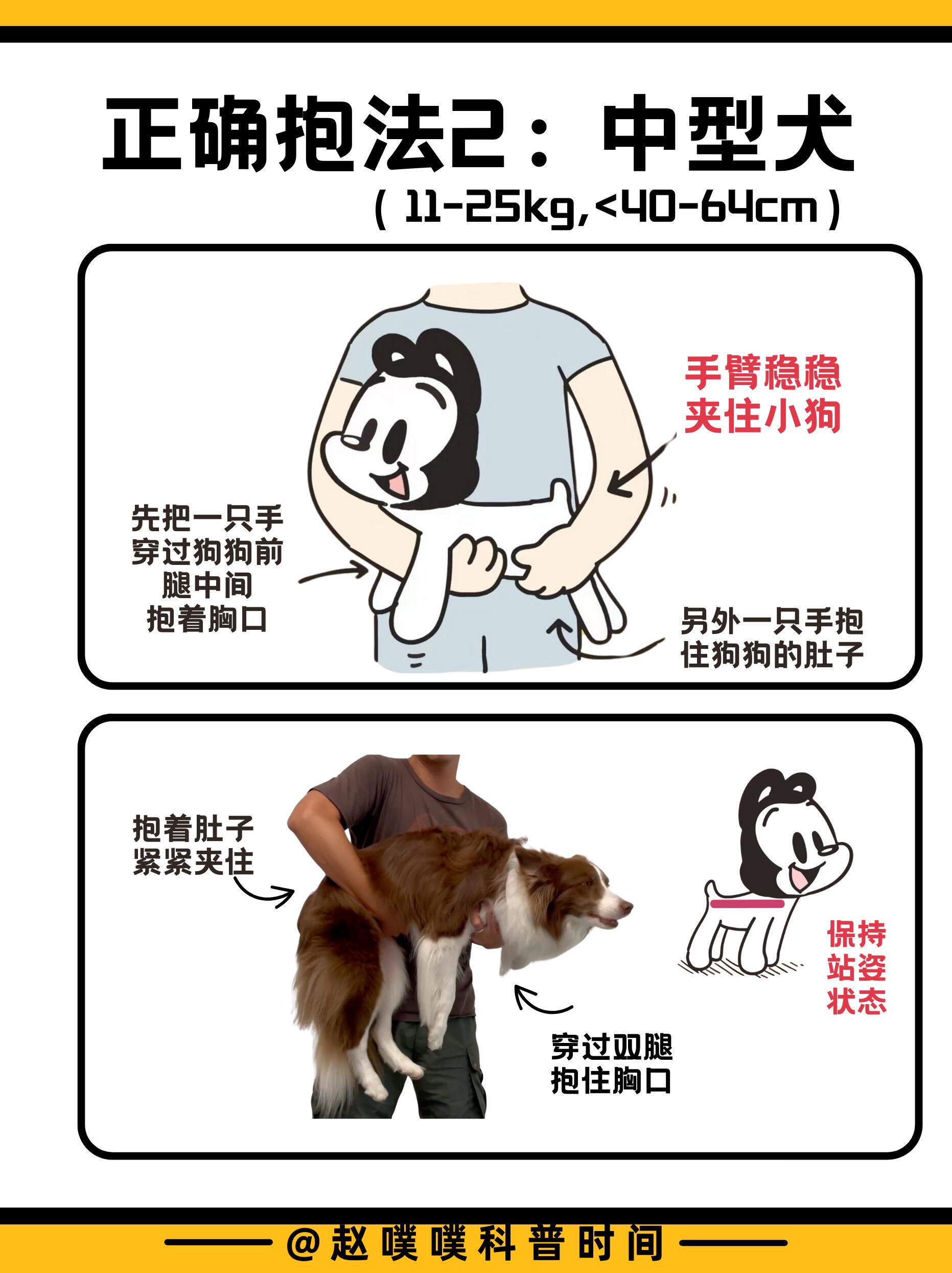 狗狗最怕的五种抱法，你无意中做过吗？ 第 8 张参考图