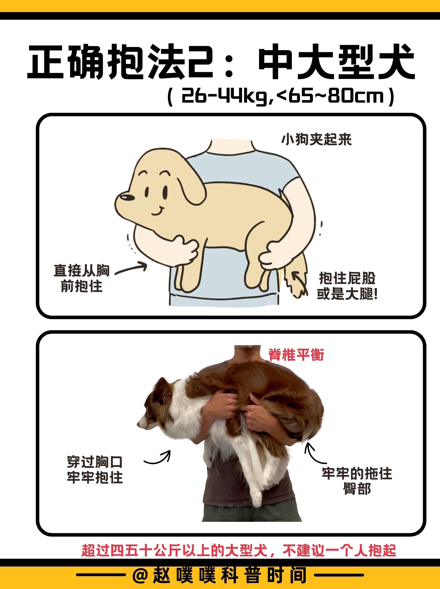 狗狗最怕的五种抱法，你无意中做过吗？ 第 9 张参考图