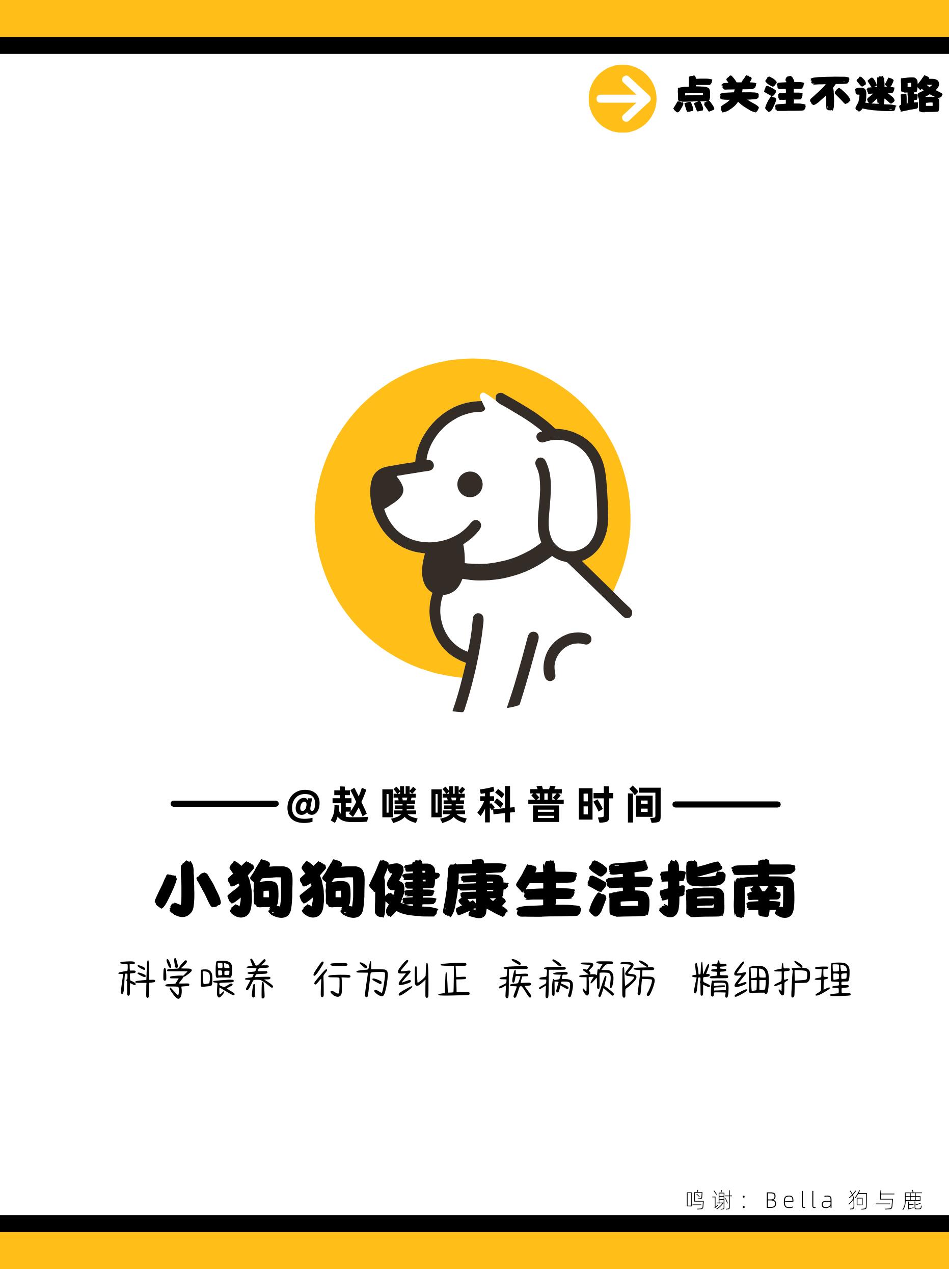 狗狗最怕的五种抱法，你无意中做过吗？ 第 10 张参考图