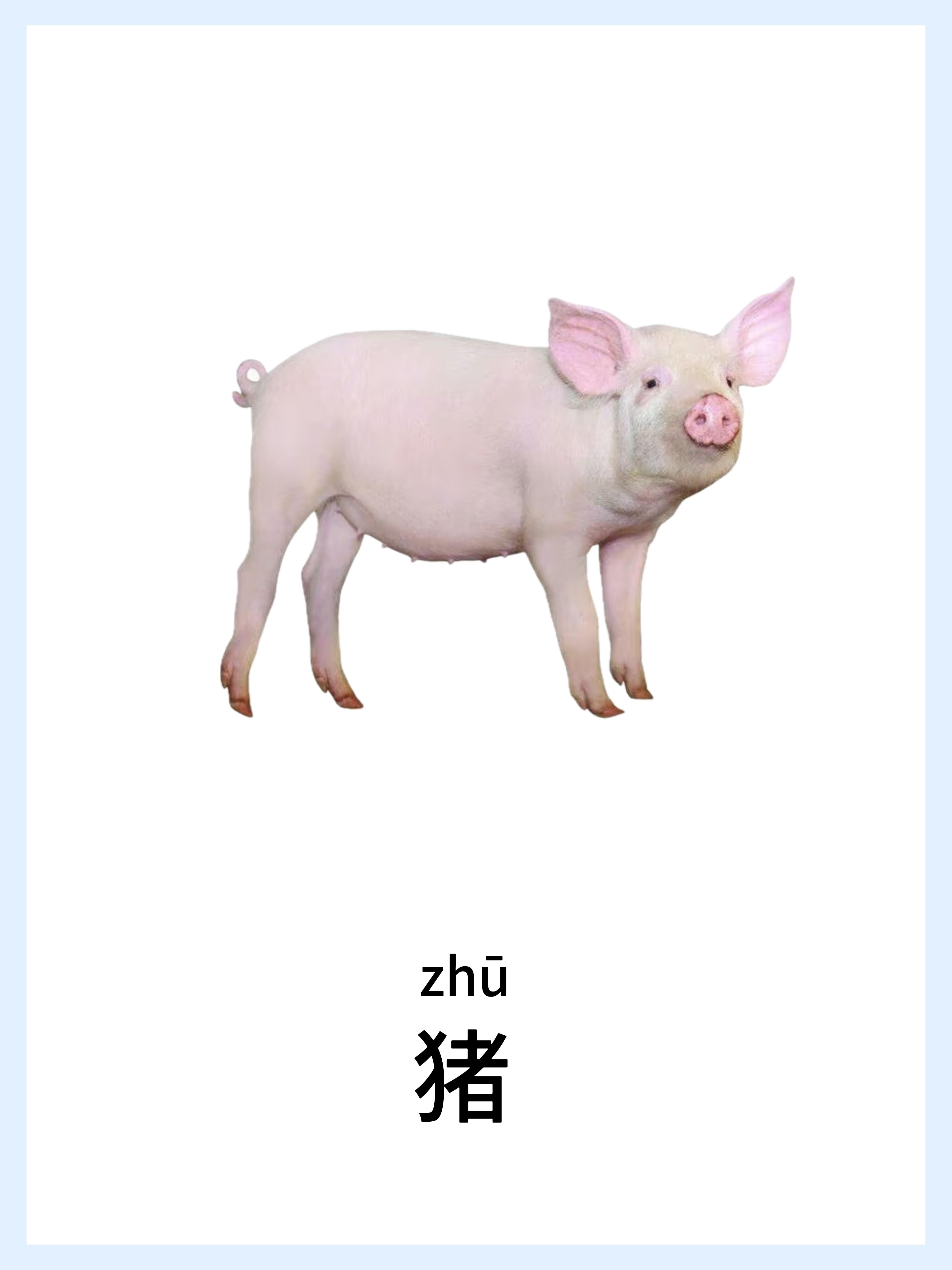 🔥宝宝早教启蒙-动物篇，认知小课堂！ 第 3 张参考图