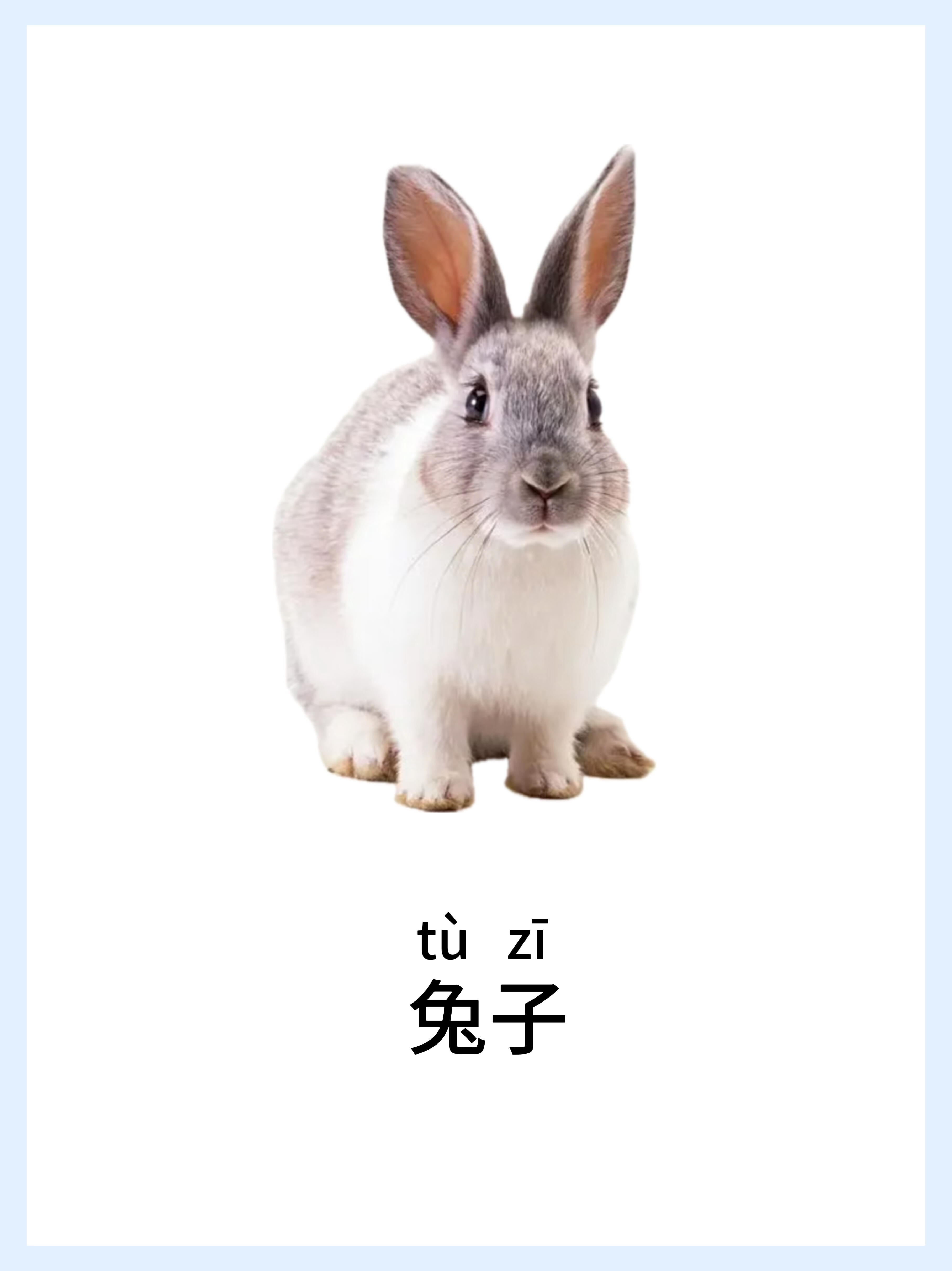🔥宝宝早教启蒙-动物篇，认知小课堂！ 第 4 张参考图