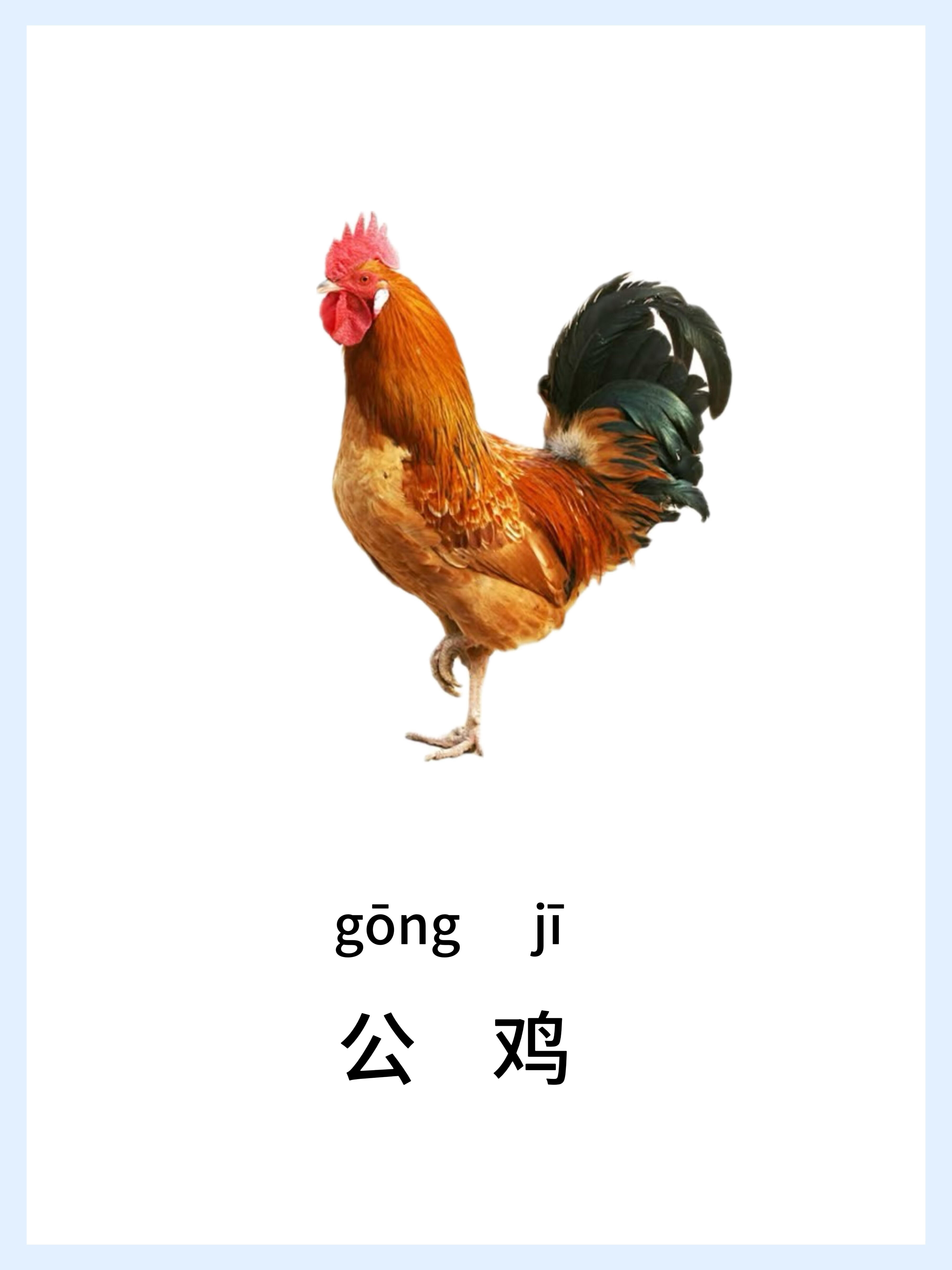 🔥宝宝早教启蒙-动物篇，认知小课堂！ 第 5 张参考图