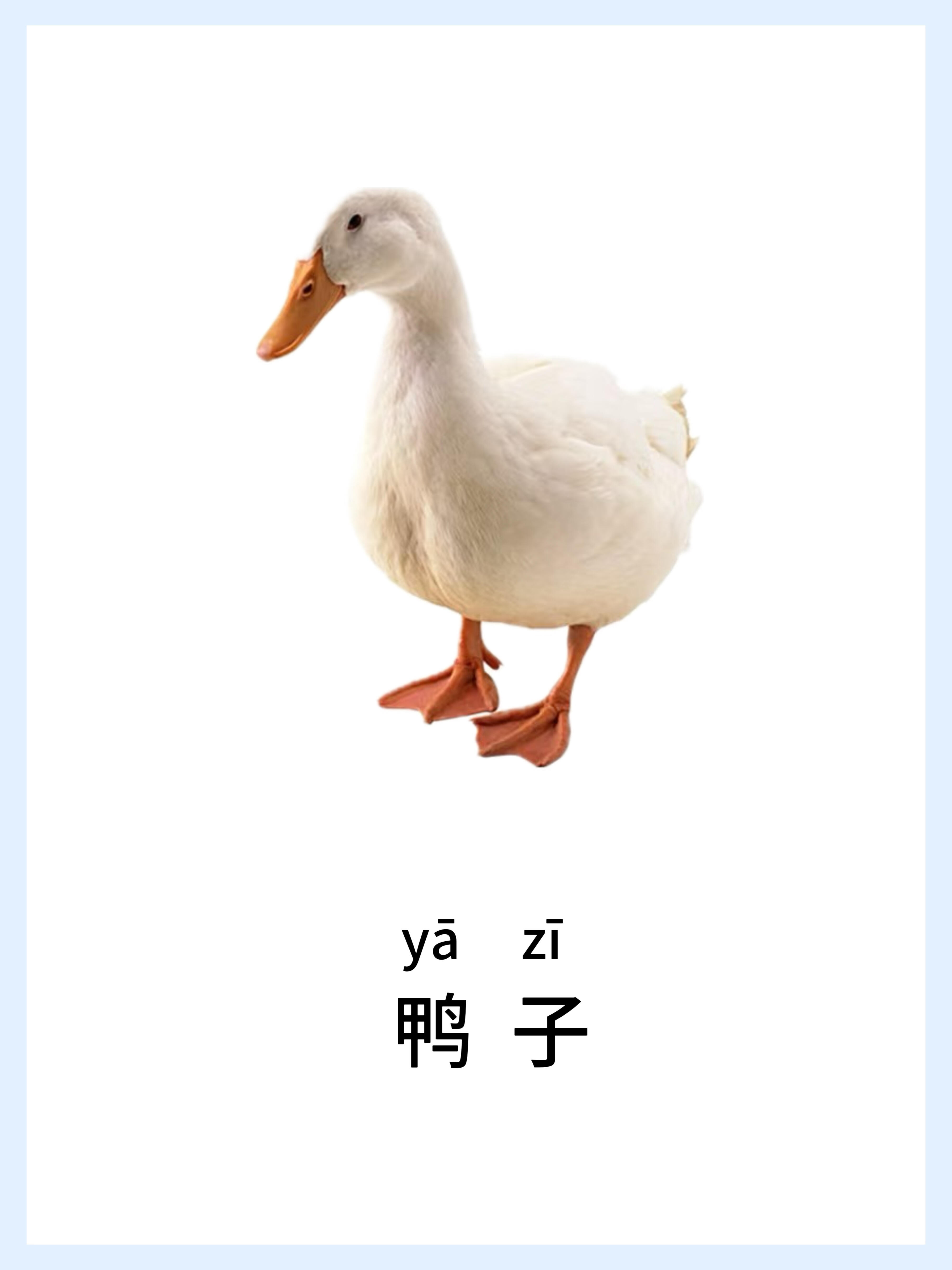 🔥宝宝早教启蒙-动物篇，认知小课堂！ 第 6 张参考图