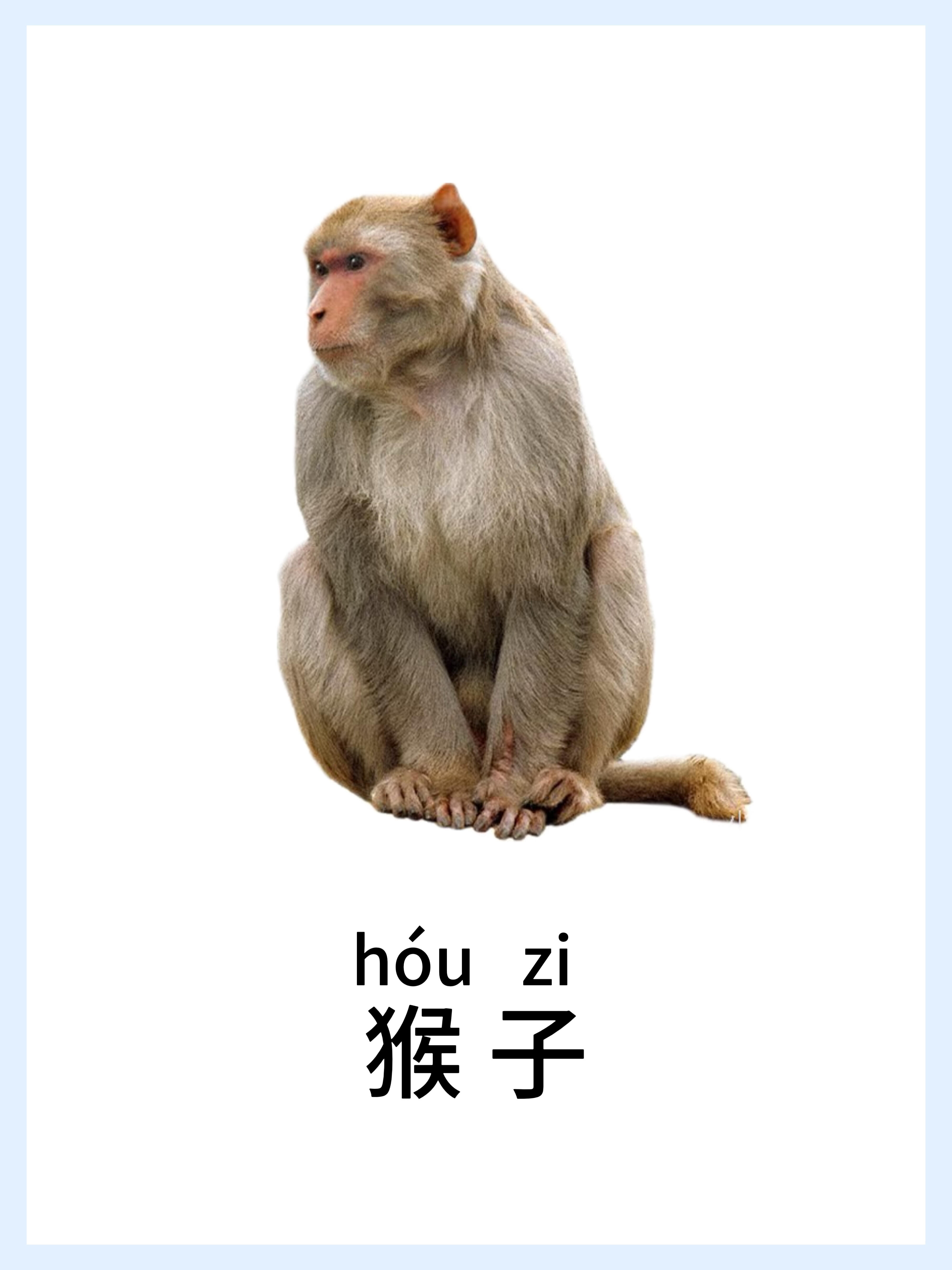 🔥宝宝早教启蒙-动物篇，认知小课堂！ 第 13 张参考图