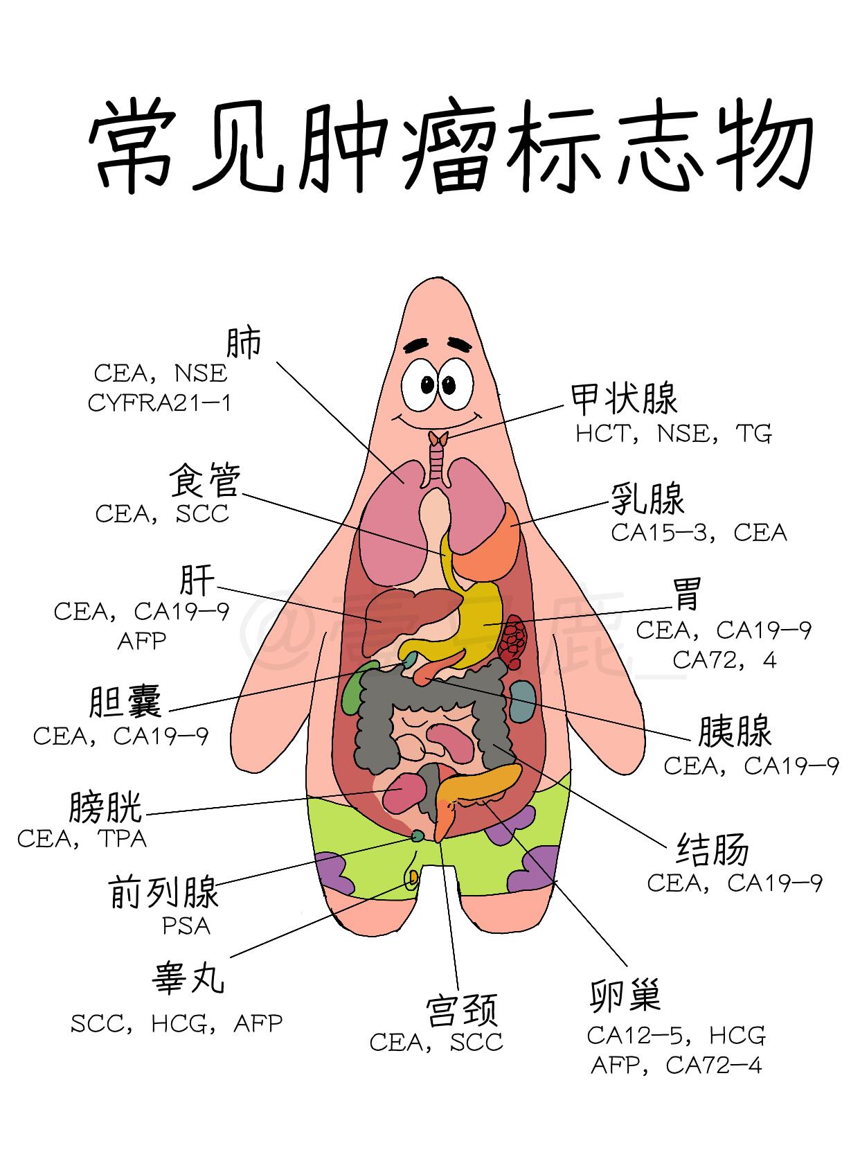 医学生笔记‖常见肿瘤标志物 第 1 张参考图
