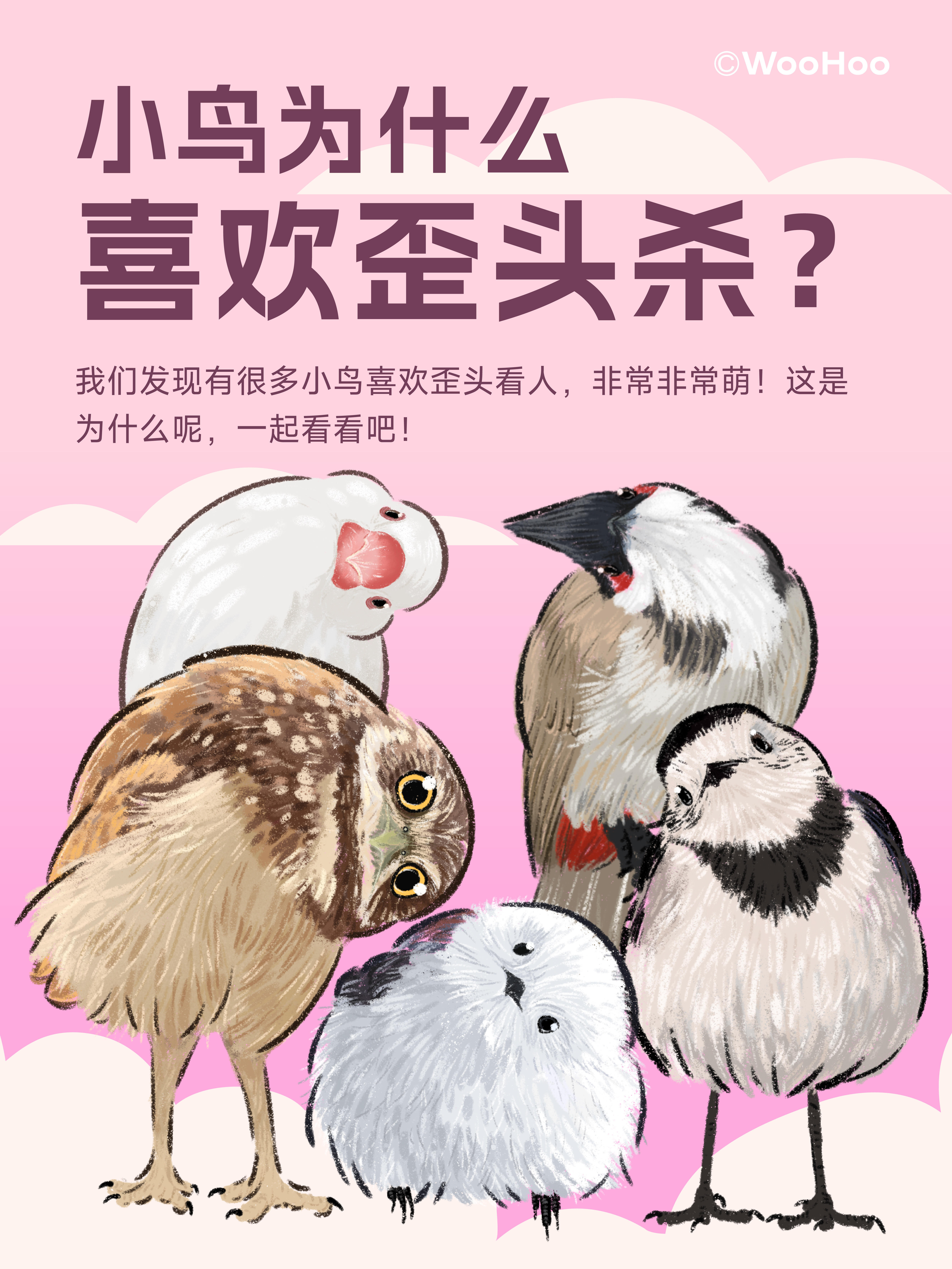 小鸟为什么喜欢歪头杀？🦉 第 1 张参考图