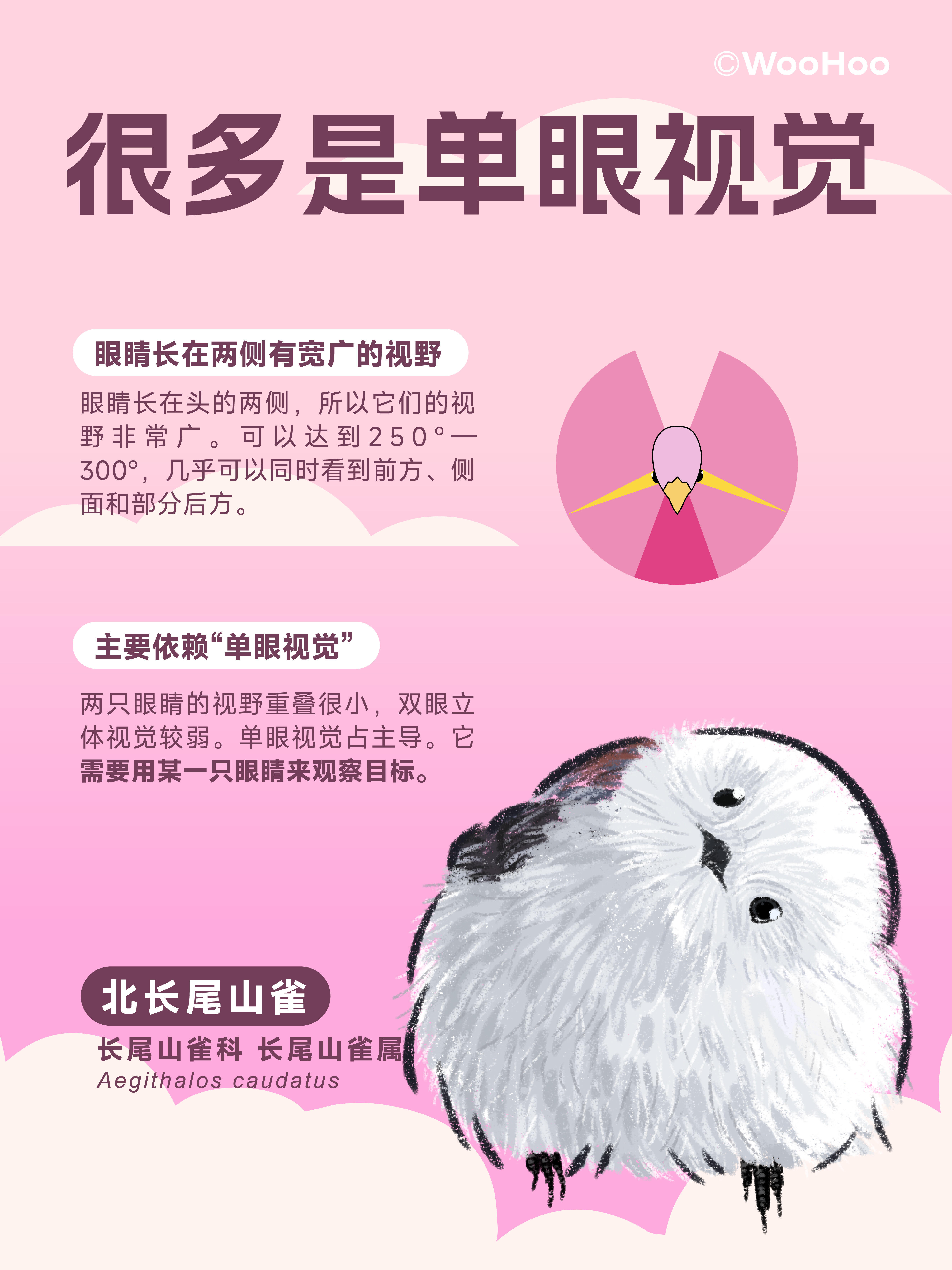 小鸟为什么喜欢歪头杀？🦉 第 2 张参考图
