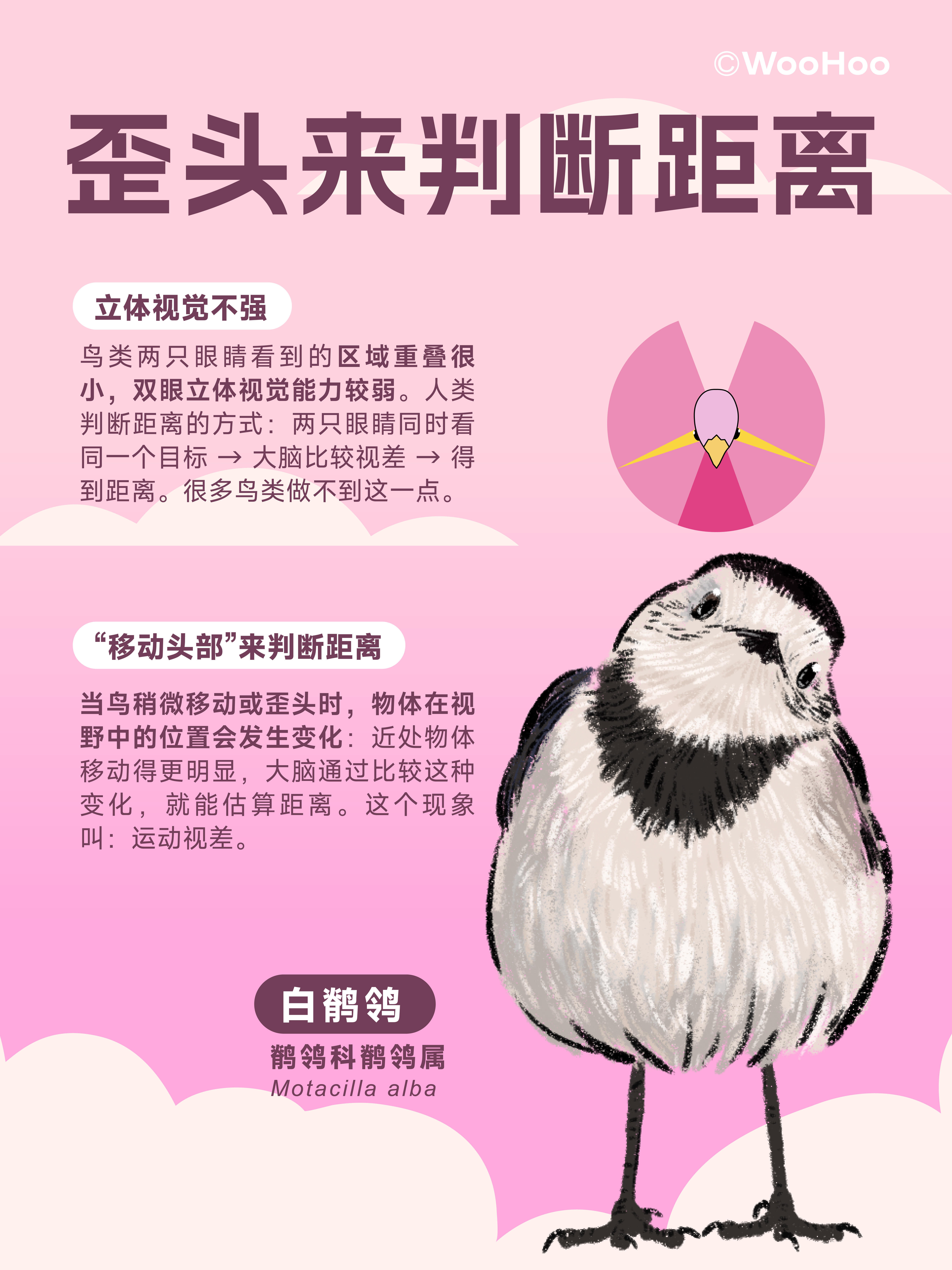 小鸟为什么喜欢歪头杀？🦉 第 3 张参考图
