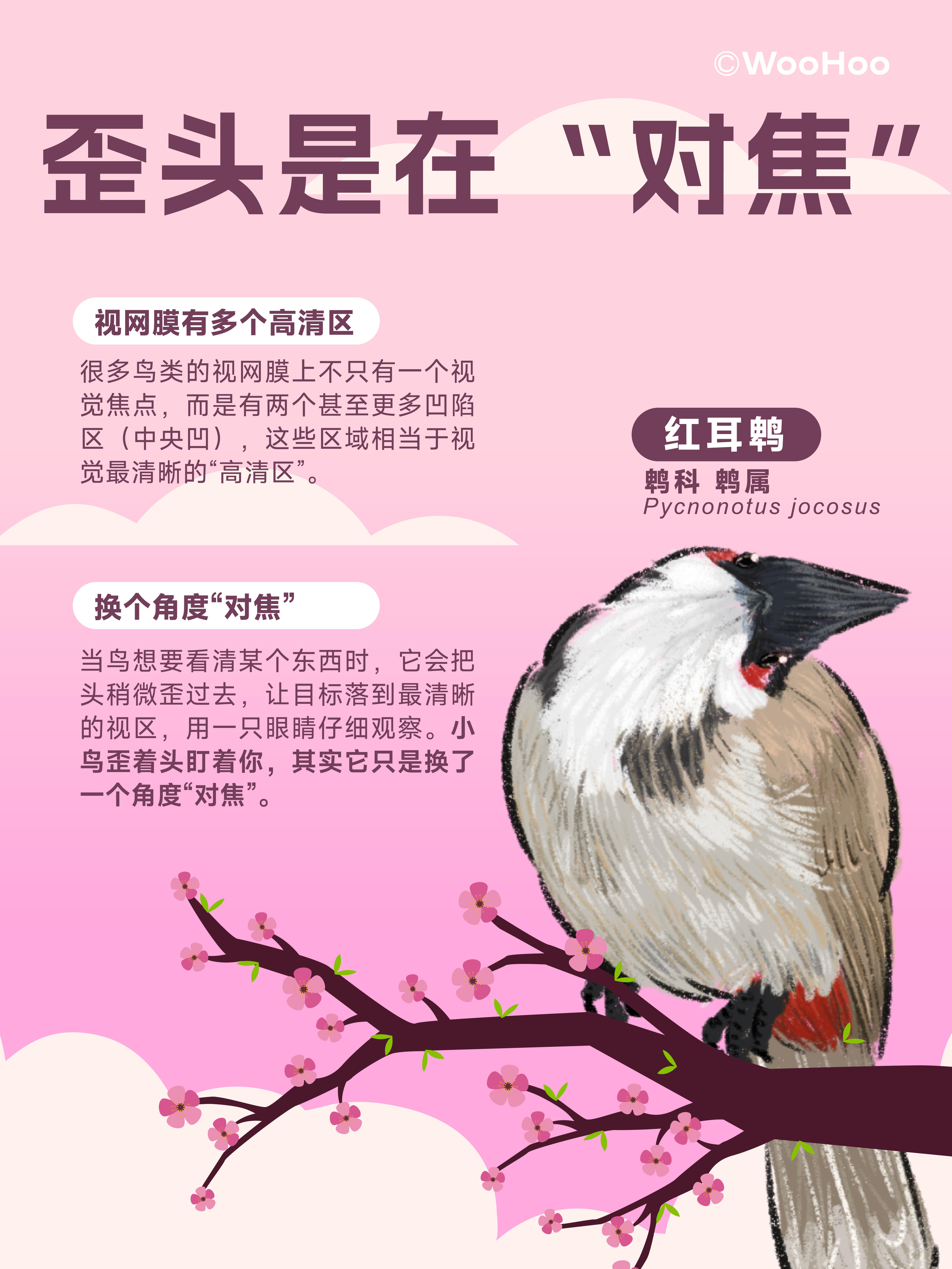 小鸟为什么喜欢歪头杀？🦉 第 4 张参考图