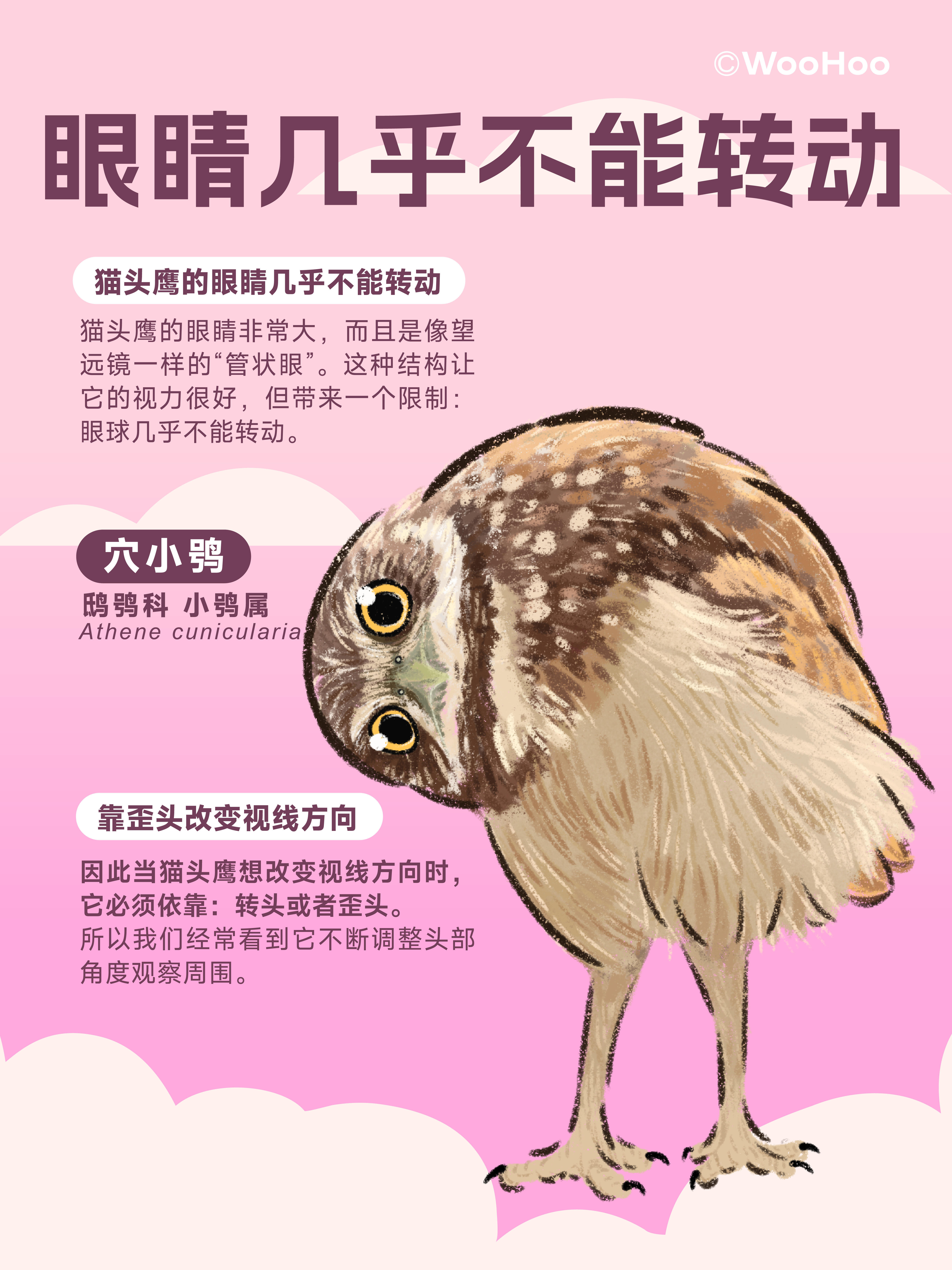 小鸟为什么喜欢歪头杀？🦉 第 5 张参考图