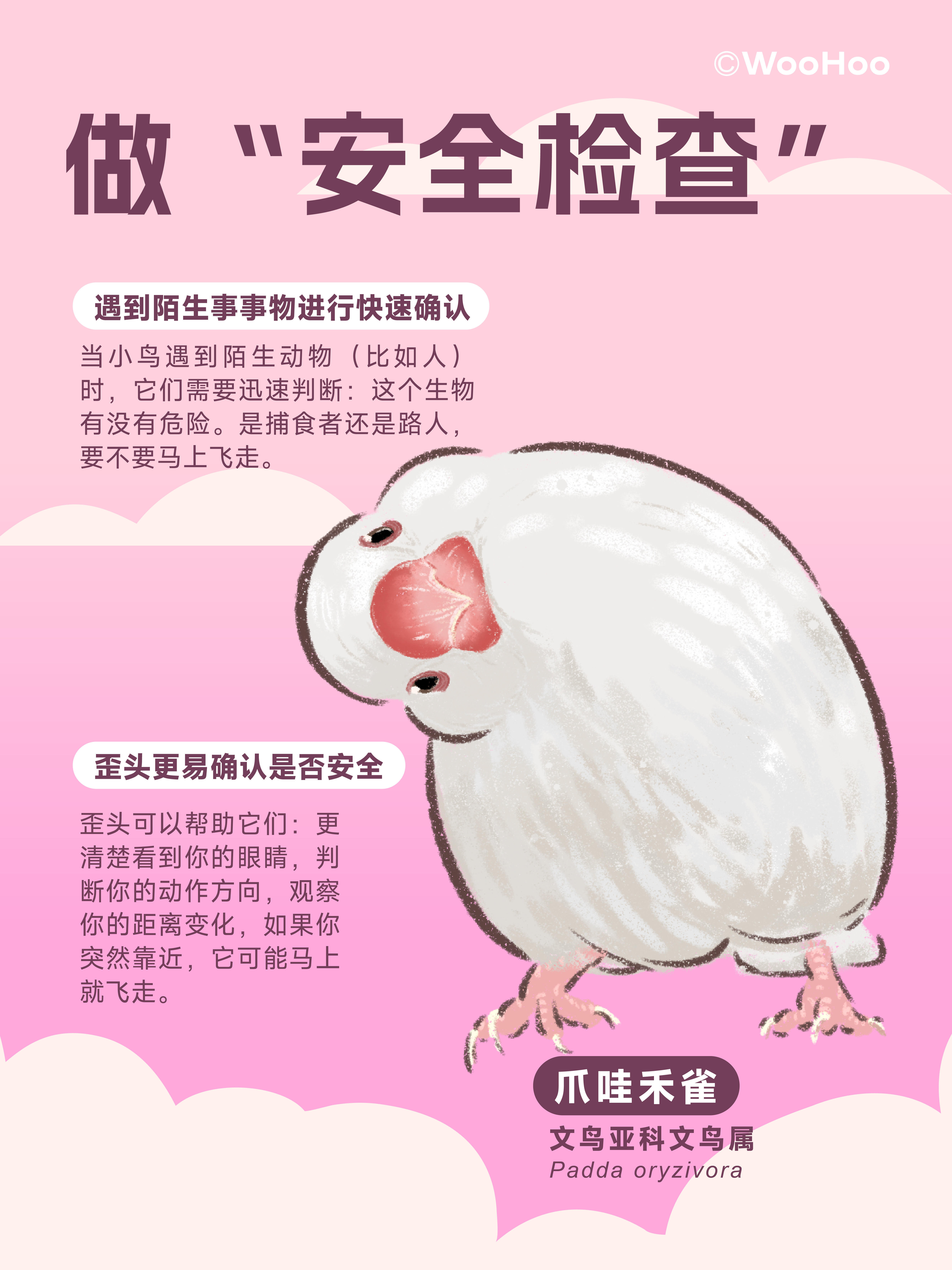 小鸟为什么喜欢歪头杀？🦉 第 6 张参考图