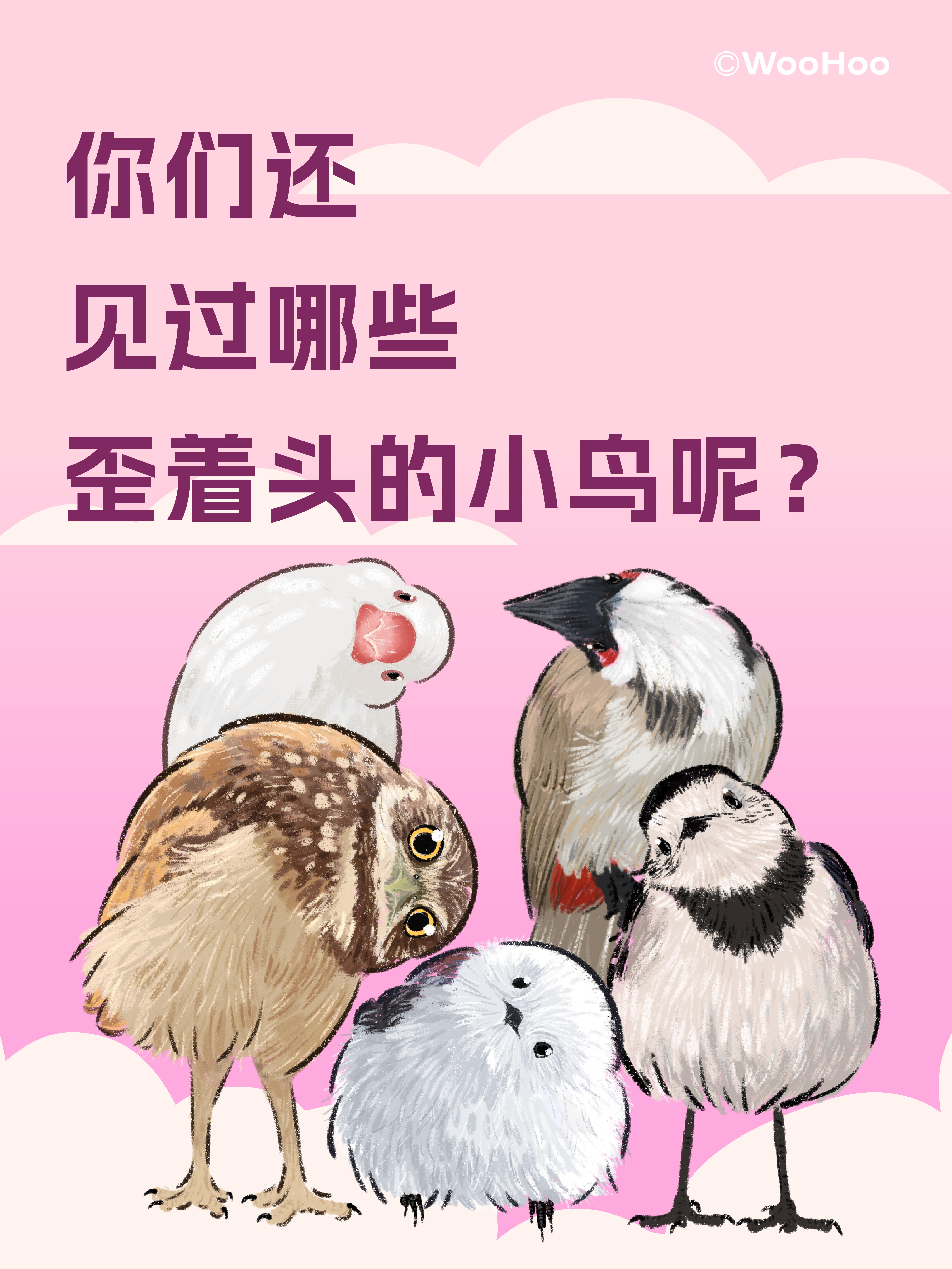 小鸟为什么喜欢歪头杀？🦉 第 7 张参考图